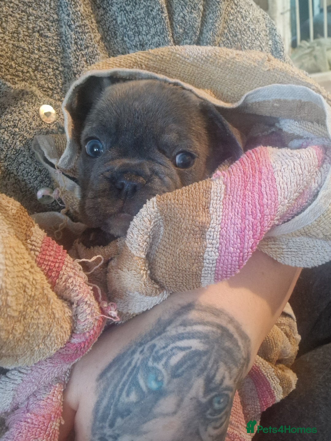 French Bulldog dogs for sale: 6 beautiful frenchies  - Image 25