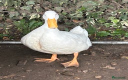 Ducks poultry for sale: 2 duck for sale  - Image 4
