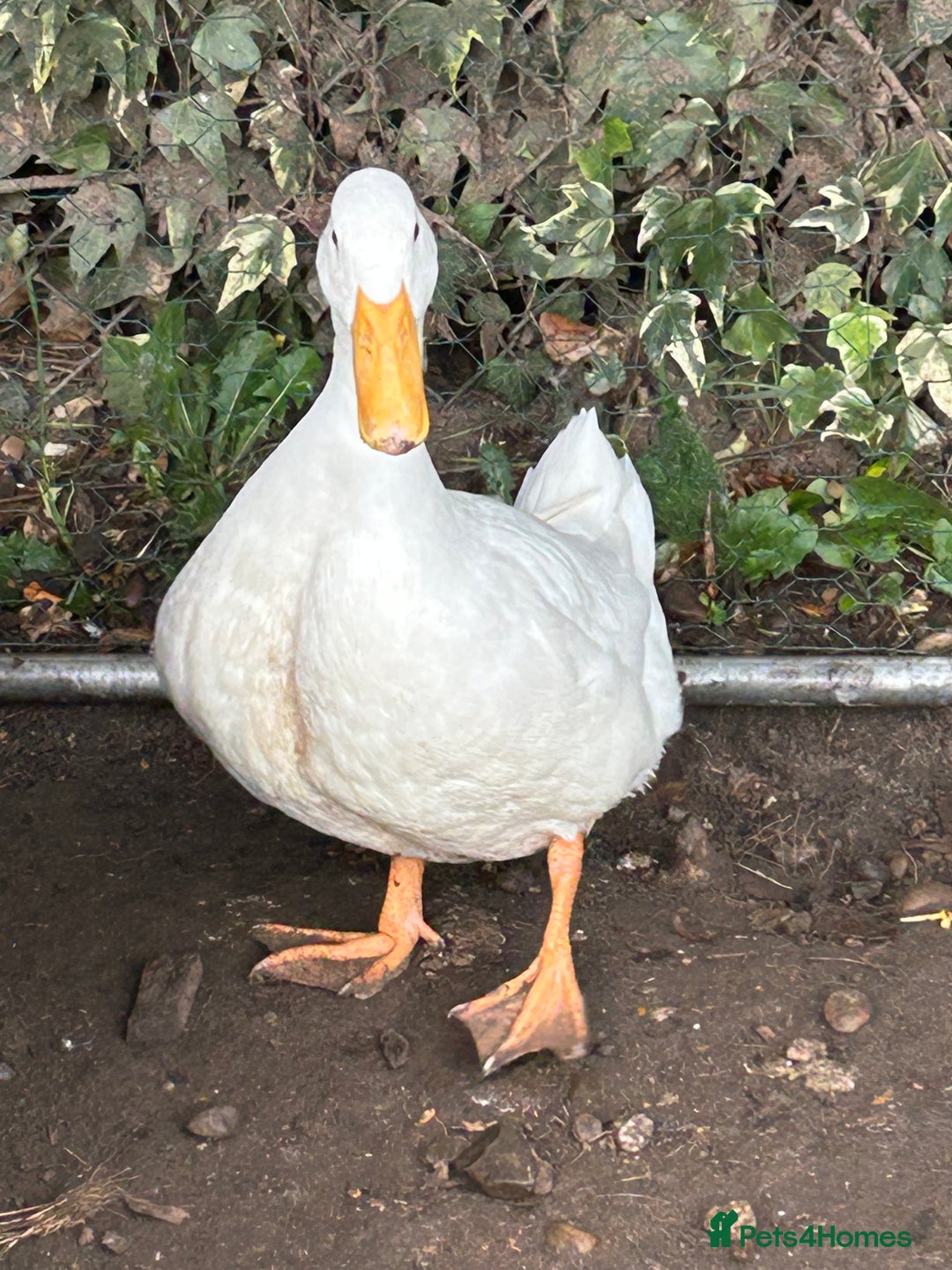 Ducks poultry for sale: 2 duck for sale  - Image 4