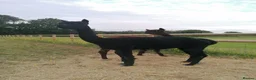 Alpaca livestock for sale: 5 beautiful quality BAS registered alpacas - Advert 2
