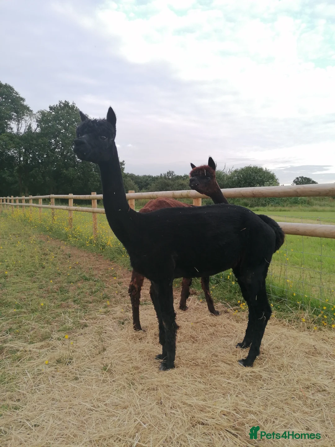 Alpaca livestock for sale: 5 beautiful quality BAS registered alpacas - Advert 2