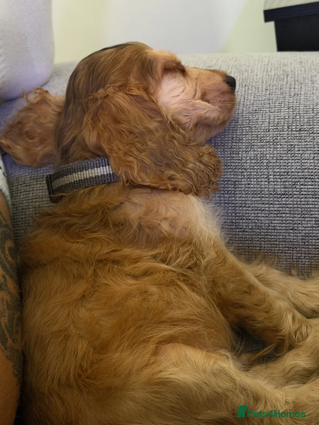 Cocker Spaniel dogs for sale: Cocker spaniel show type  - Advert 7