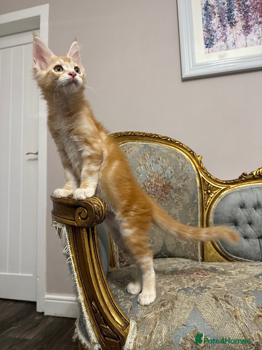 Maine Coon cats for sale: Maine Coon Kittens 🏆 20+ gen 🧬 Full Pedigree - Advert 19