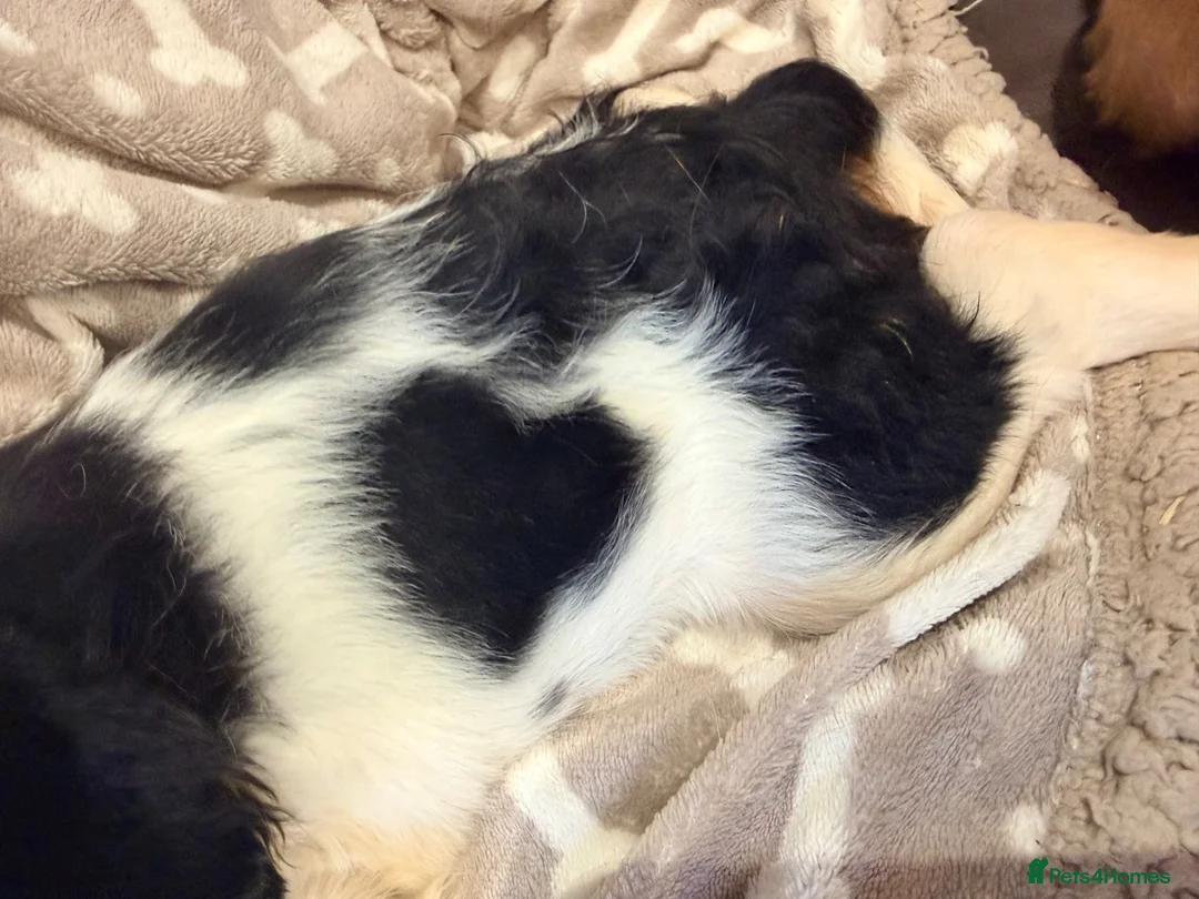 Cavalier King Charles Spaniel dogs for sale: Beautiful KC Reg Cavalier Puppies - Advert 15