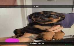 Rottweiler dogs for sale: 10 Rottweiler puppies - Image 2