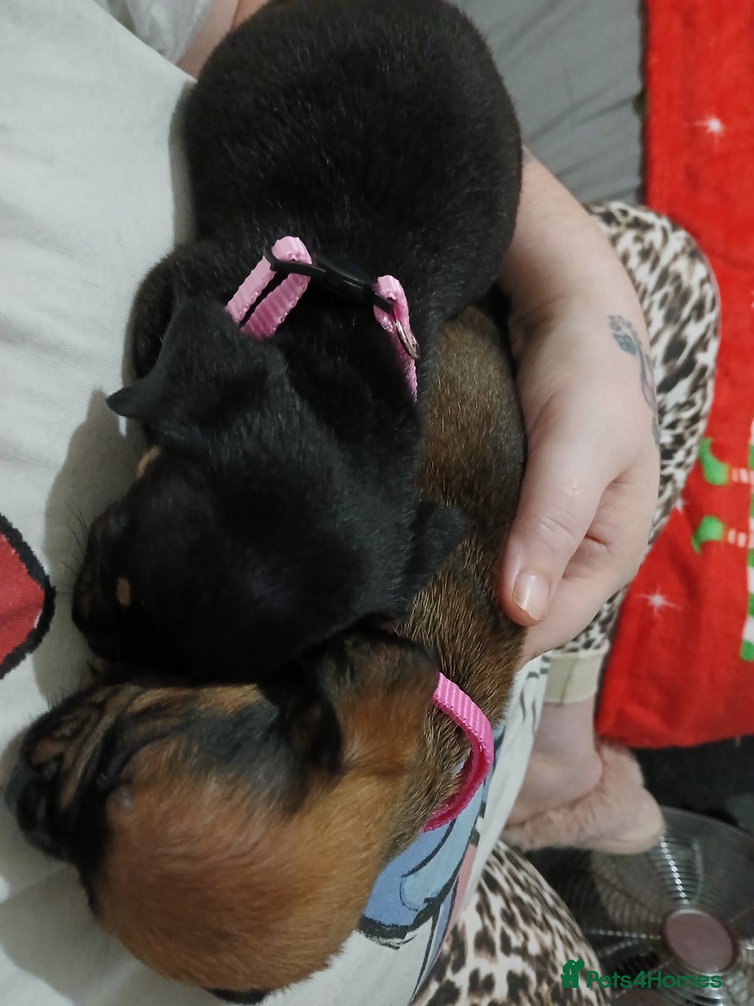 Mixed Breed dogs for sale: French dash pups  - Advert 3