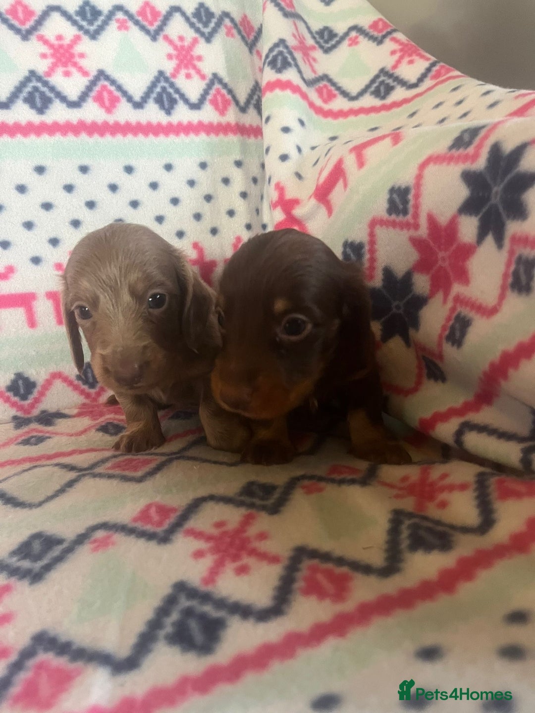 Miniature Dachshund dogs for sale: Miniature dachshund puppies  - Advert 7
