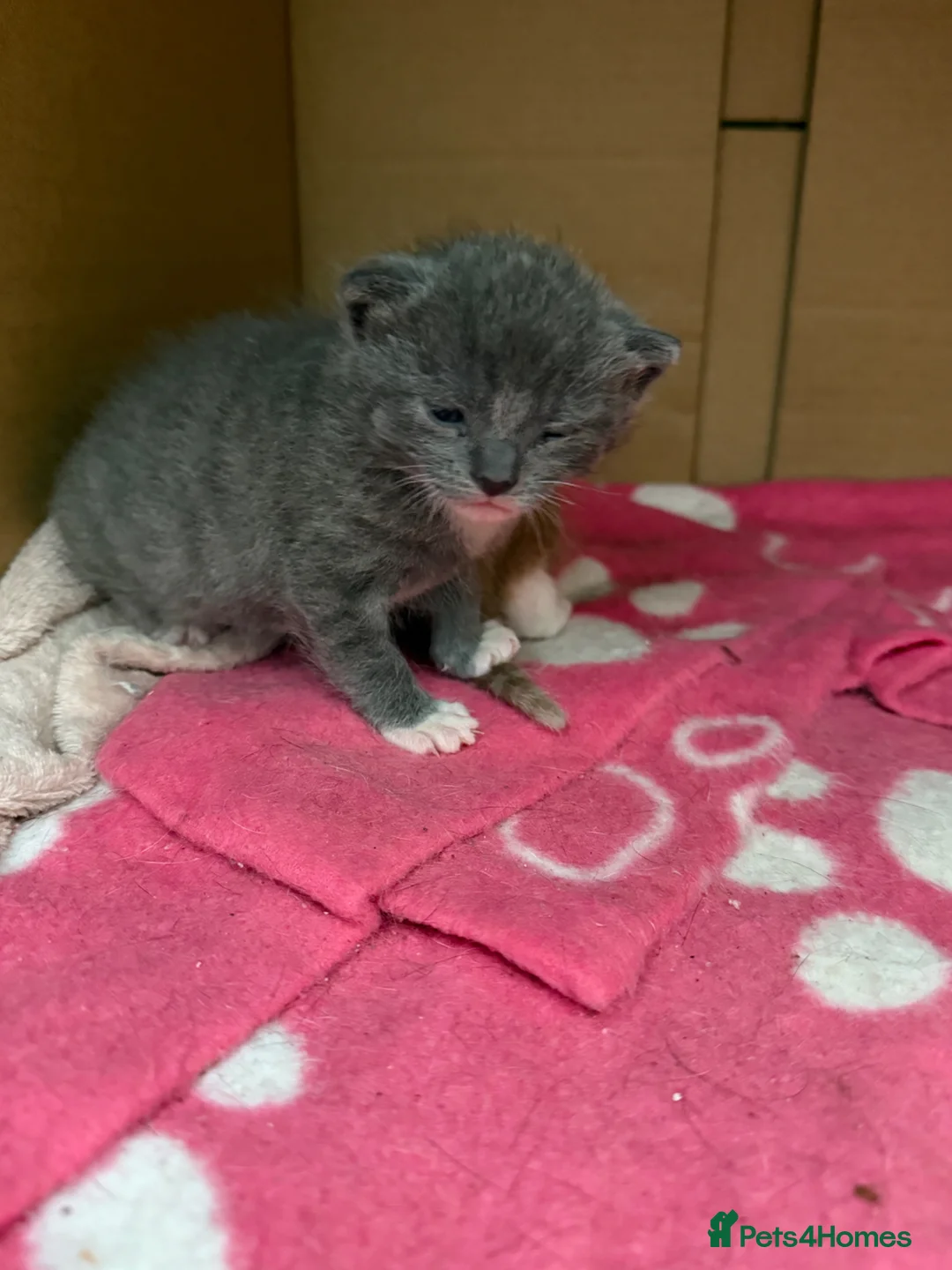 Mixed Breed cats for sale: Stunning litter off fur babies  - Advert 2