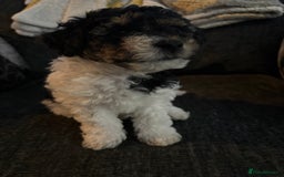 Mixed Breed dogs for sale: Yorkie bichon X bichon frise - Image 7