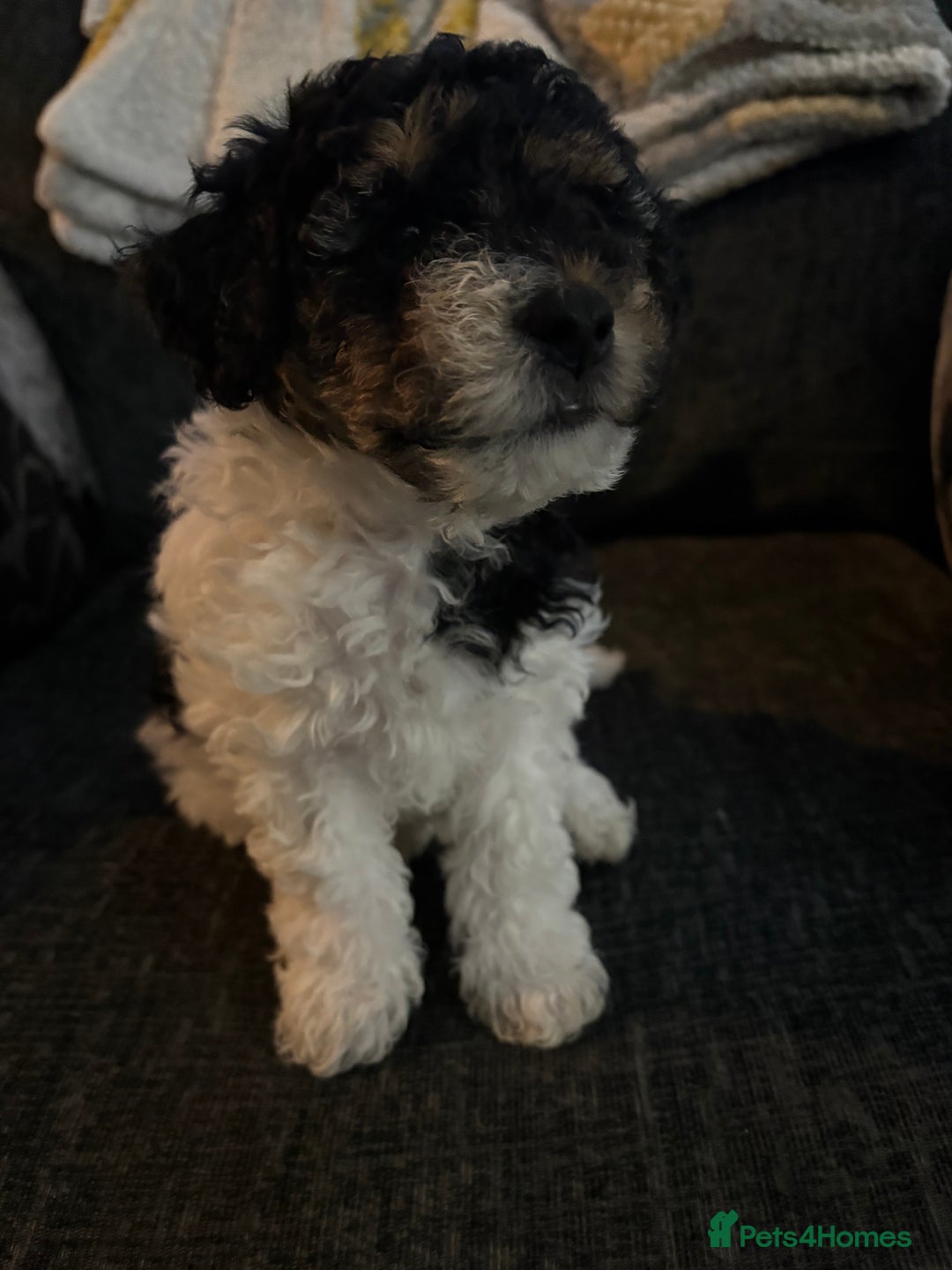 Mixed Breed dogs for sale: Yorkie bichon X bichon frise - Image 7