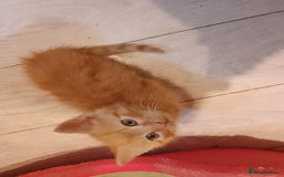 Mixed Breed cats for sale: Adorable ginger kittens  - Advert 2