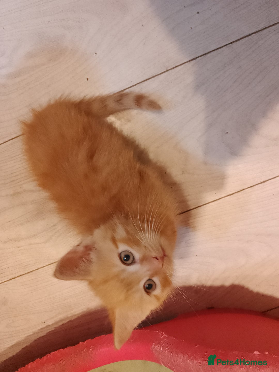 Mixed Breed cats for sale: Adorable ginger kittens  - Advert 2