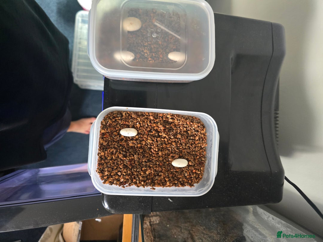 Gecko reptiles for sale: Breeding pair of crested geckos  - Image 5