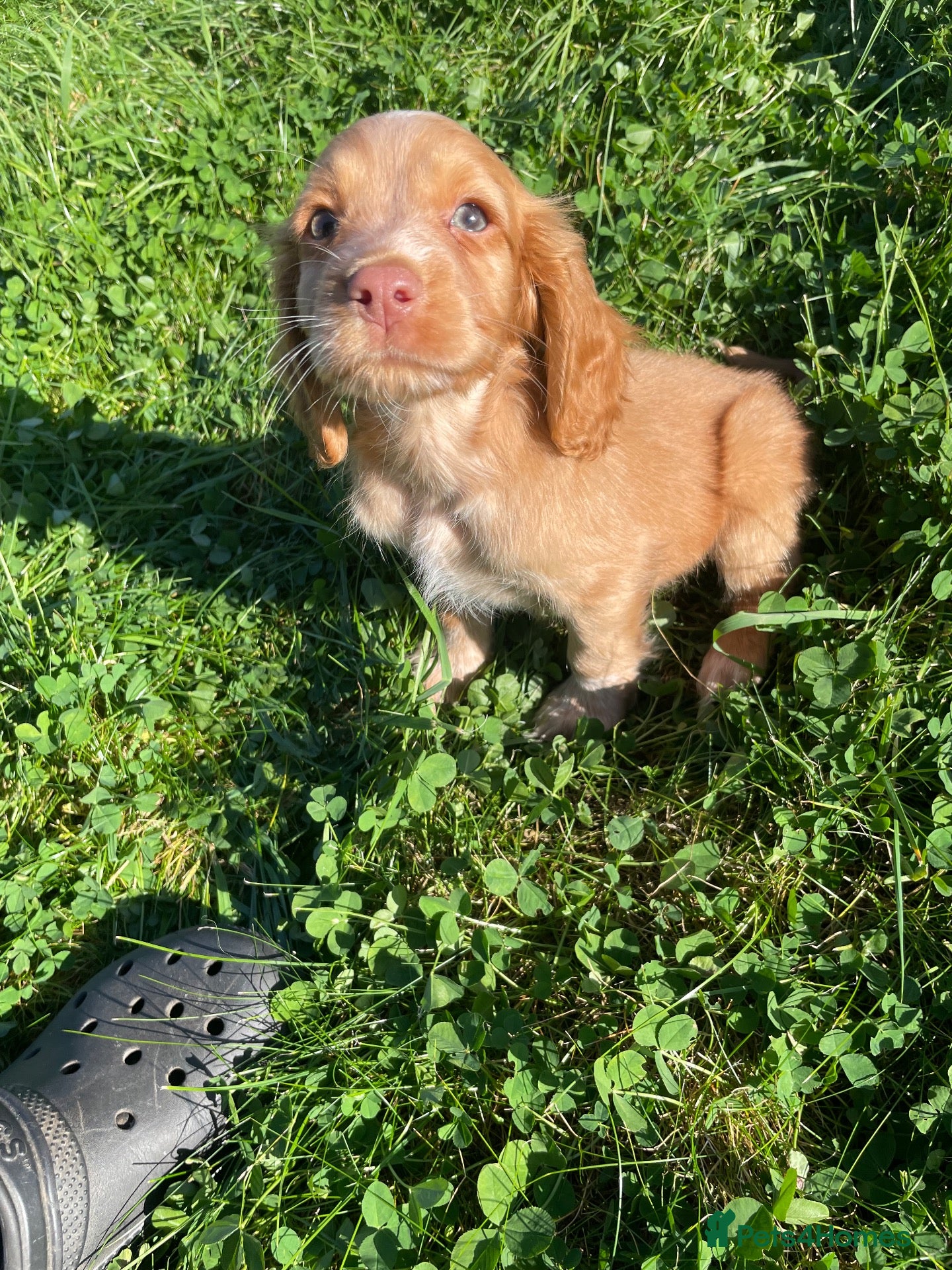 Cocker Spaniel dogs Beautiful Kc reg working cocker spaniel puppies  - Advert 1