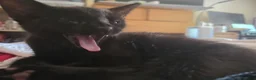 Mixed Breed cats for sale: 3 Brothers Looking For Homes - Advert 7
