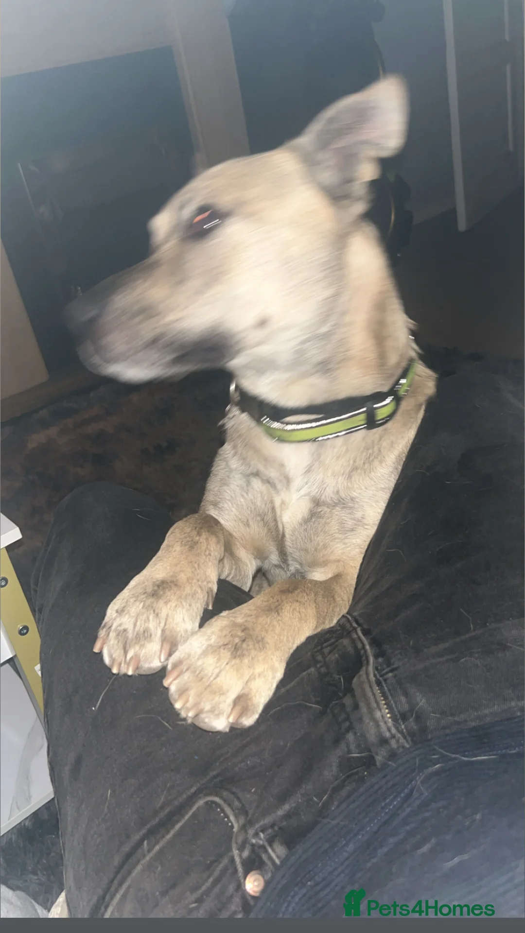 Belgian Shepherd Dog dogs for sale: Husky x Belgian shepherd dog in Huntingdon - Advert 3