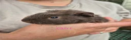 Guinea Pig rodents for sale: Guinea pigs  - Advert 10