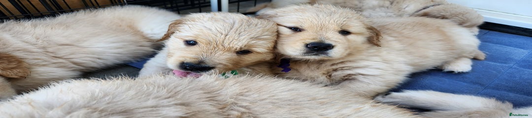 Golden Retriever Puppy 7