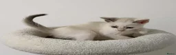 Cornish Rex cats for sale: 🐾 Beautiful Kittens Ready for Reservation 🐾 - Advert 9