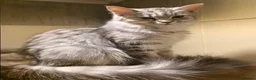 Mixed Breed cats for sale: Gorgeous main coon cross ragdoll kittens - Advert 12