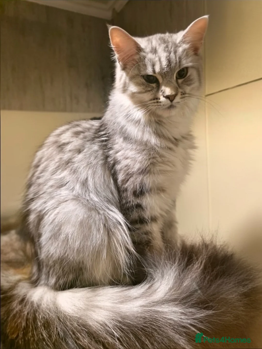 Mixed Breed cats for sale: Gorgeous main coon cross ragdoll kittens - Advert 12