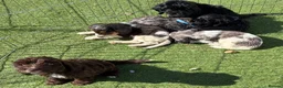 Cockapoo dogs for sale: 9 gorgeous cockapoo puppies  - Advert 19