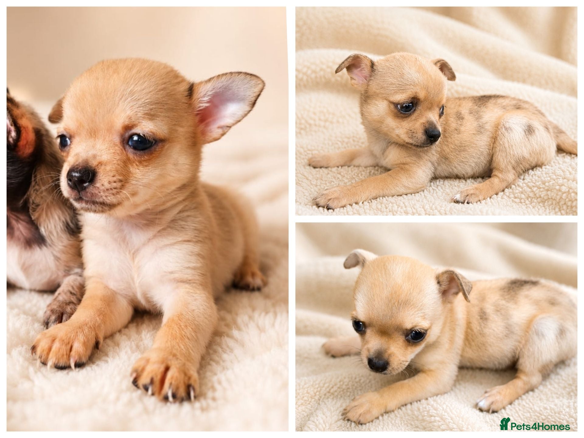 Chihuahua dogs Chihuahuas *Stunning Litter* LAST ONE Tiny - Advert 4