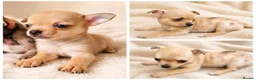 Chihuahua dogs for sale: Chihuahuas *Stunning Litter* LAST ONE Tiny - Advert 3