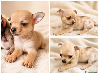 Chihuahua dogs Chihuahuas *Stunning Litter* LAST ONE Tiny - Advert 4