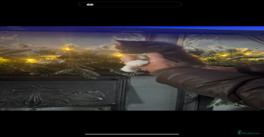 Maine Coon cats Giant mainecoons🎄Only grey and white girl left🎄 - Advert 3