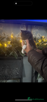 Maine Coon cats Giant mainecoons🎄Only grey and white girl left🎄 - Advert 5