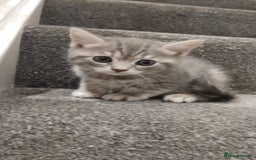 British Shorthair cats for sale: BSH cross kittens - Advert 7