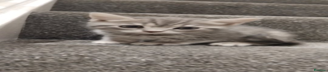 British Shorthair Kitten 2