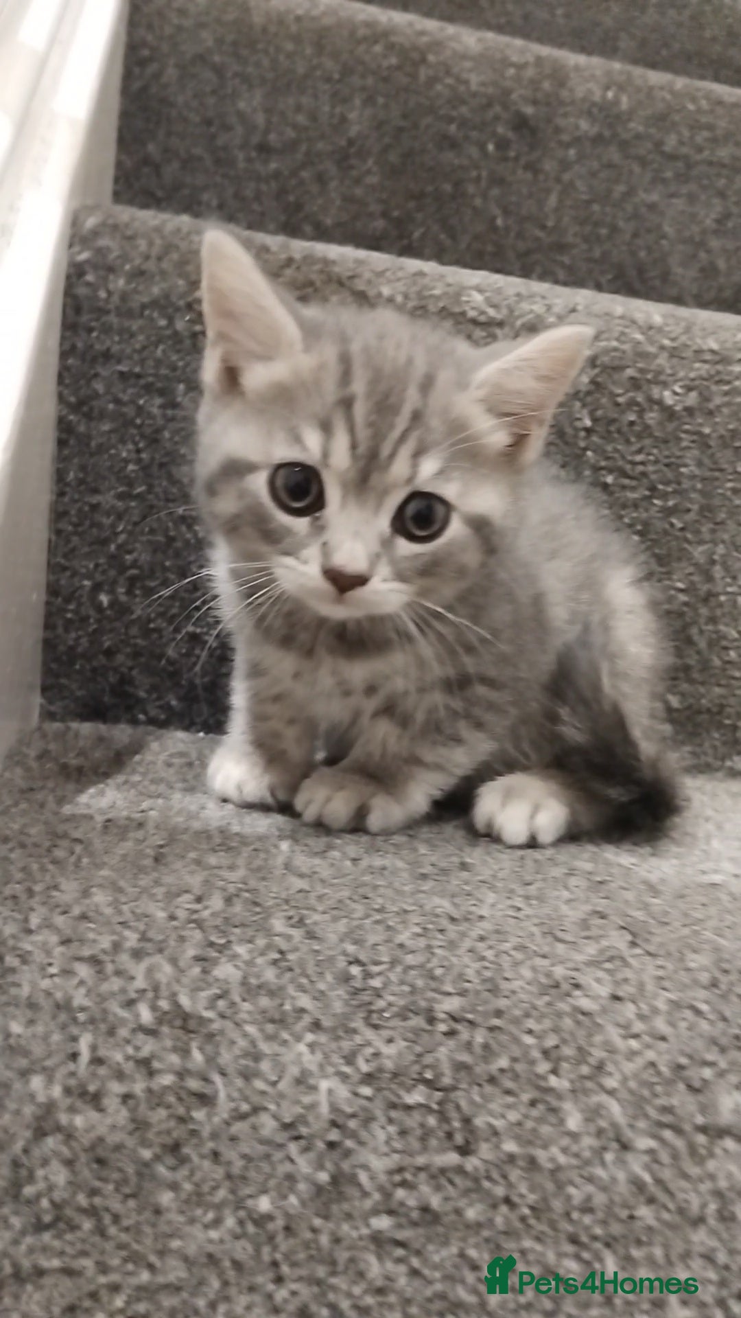 British Shorthair cats for sale: BSH cross kittens - Advert 7