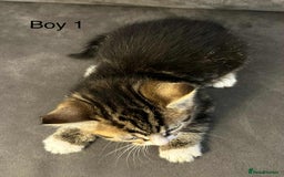 British Shorthair cats for sale: Stunning kittens available  - Image 11