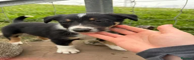 Border Collie 1