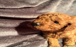 Cavapoo dogs for sale: Cavapoo puppies  - Image 3