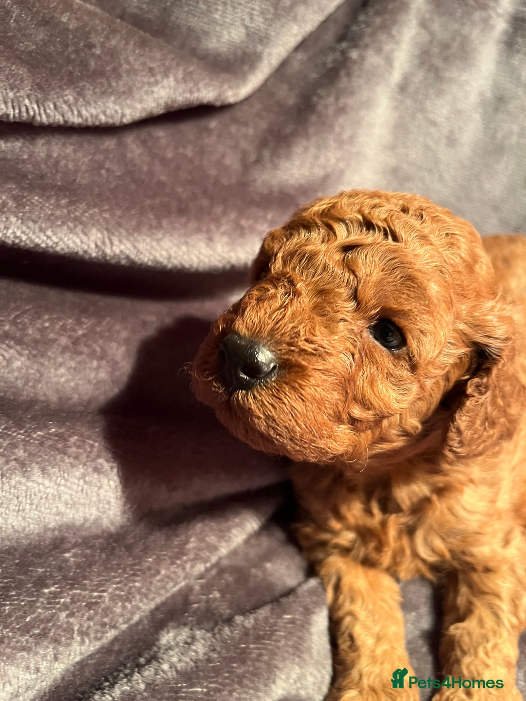 Cavapoo dogs for sale: Cavapoo puppies  - Image 3