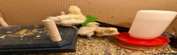 Chickens poultry for sale: Silkies chicken  - Advert 6