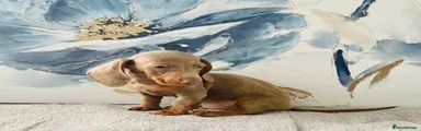 Dachshund 6