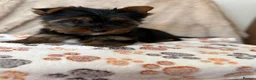 Yorkshire Terrier dogs for sale: Beautiful Yorkshire terrier pups🩵🩷 - Advert 9