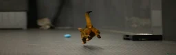 Abyssinian cats for sale: Fabulous Figgy - Advert 11