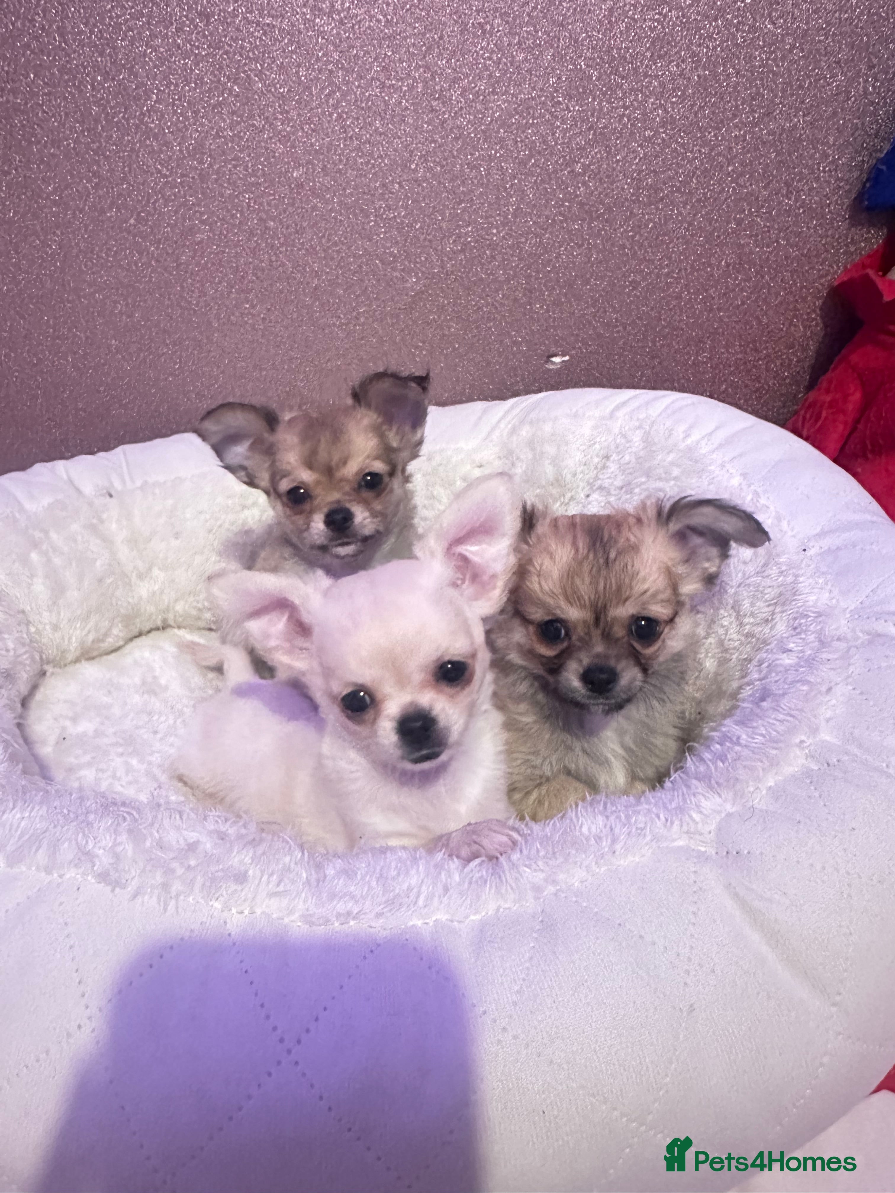 Chihuahua dogs 3 beautiful chihuahua puppy’s - Advert 10