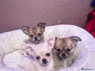 Chihuahua dogs 3 beautiful chihuahua puppy’s - Advert 2