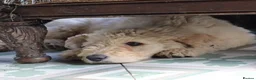 Labradoodle dogs for sale: Beautiful Third-Generation Labradoodle Puppie - Advert 35