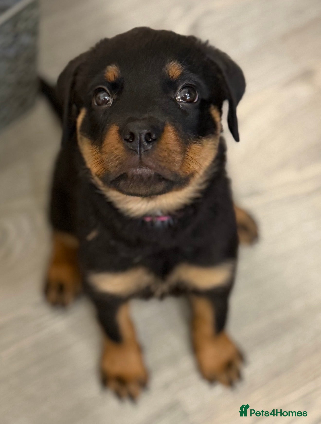 Rottweiler dogs READY TO GO. FULL PEDIGREE ROTTWEILERS  - Advert 1