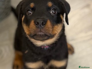 Rottweiler dogs READY TO GO. FULL PEDIGREE ROTTWEILERS - Advert 2