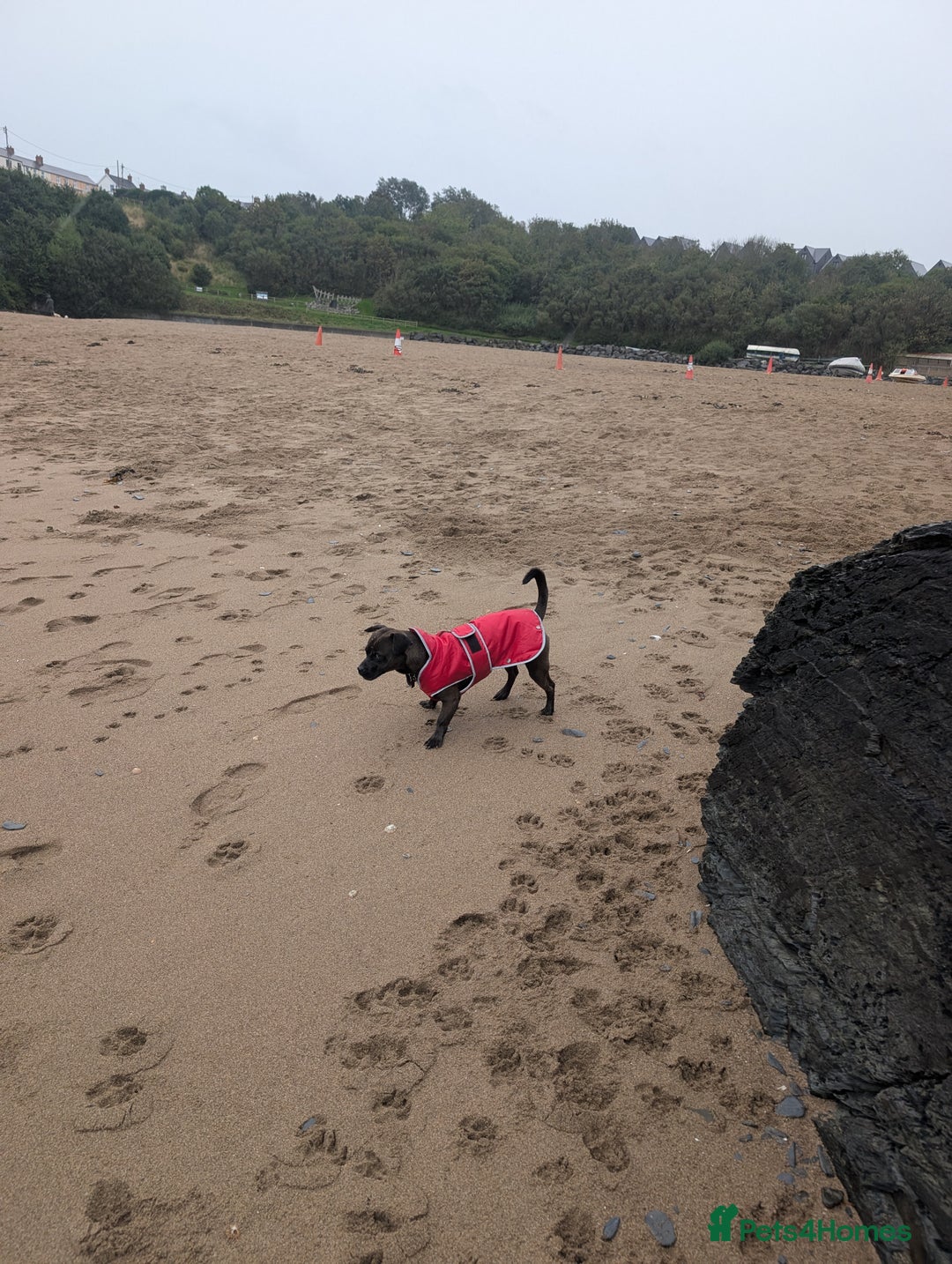 Mixed Breed dogs for sale: 10 month staffy cross with chihuahua  - Image 9