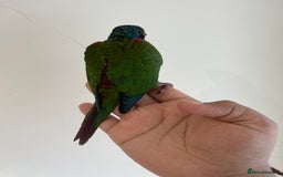 Conures birds for sale: Hand reared conures for sale - Image 16