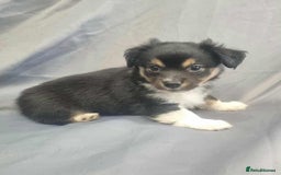 Jack Russell dogs for sale: Boy jack russell pups for sale - Image 9